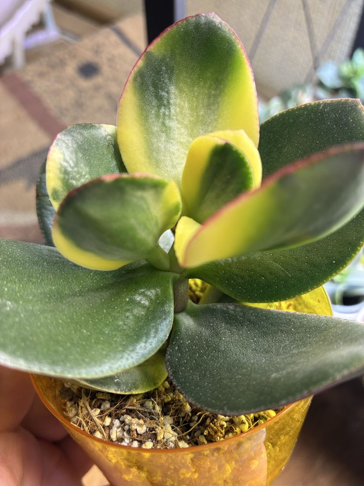 Красула варієгатна Мани Мейкер Crassula Money Maker