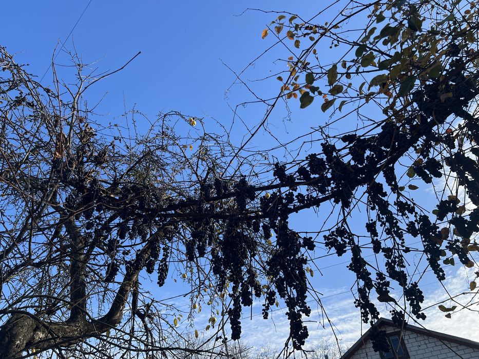 Терміново віддам безкоштовно синій вироград