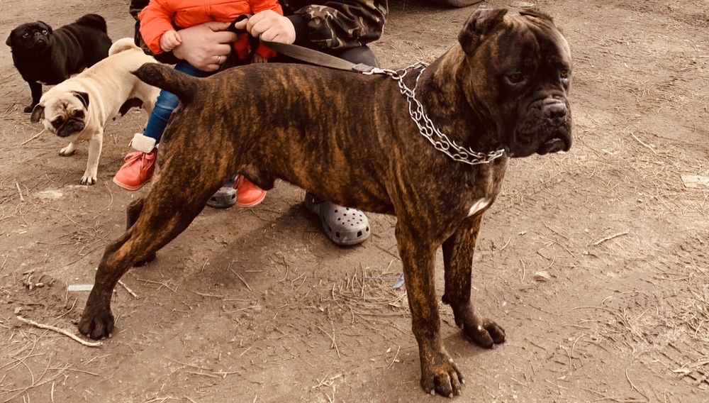 Красавец кане-корсо ищет любовь