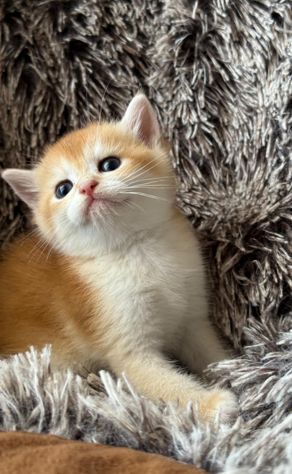 Femaea Scottish shorthair golden