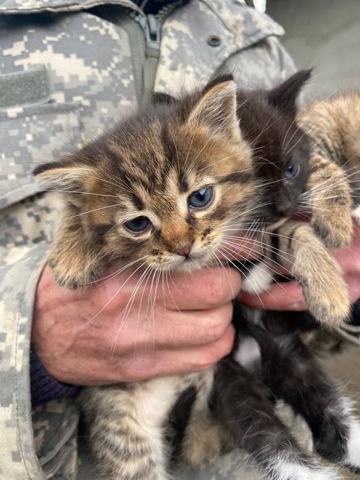 Кошенята від військових!