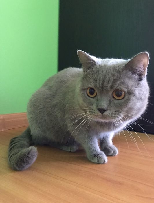 Британский прямоухий кот ВЯЗКА / Британський прямоухий кіт В'ЯЗКА