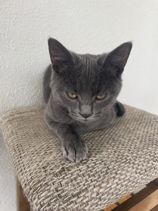 Отдам котят в хорошие руки в ноябре