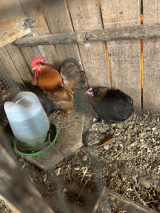 Trio de pekins..
