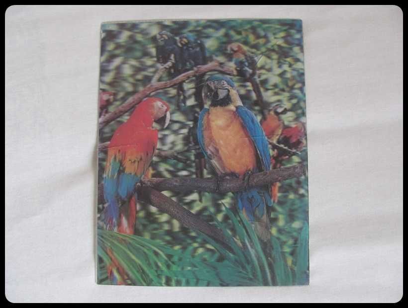 OBRAZ obrazek trójwymiarowy papugi 26 x 34 cm