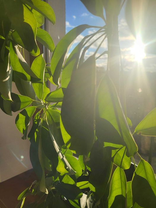 Kwiat doniczkowy Szeflera