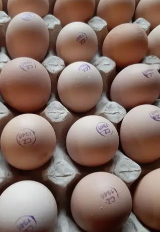 Инкубационное яйцо импорт маркированное бройлер кобб 500, Росс 308,708
