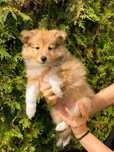 Owczarek Szetlandzki Sheltie suczka