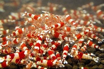Krewetka Crystal red Biało czerwona