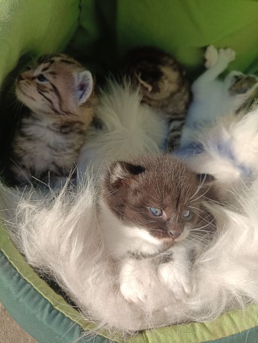 Віддам в добрі руки)