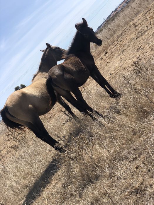 Cavalo lusitano puro