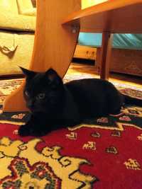 Hera piękna, czarna, młodziutka kotka szuka domku