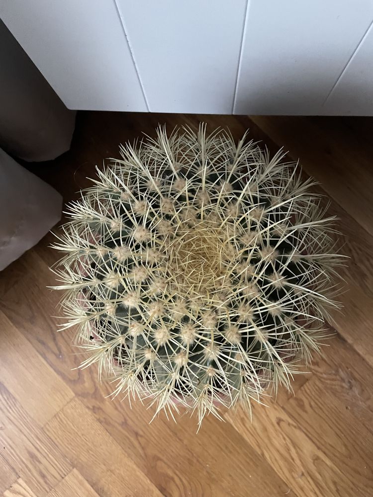 Kaktus olbrzymi kula