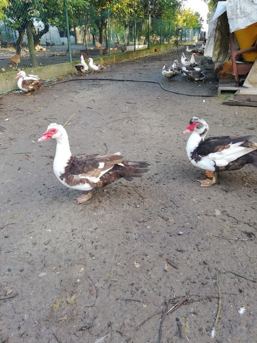 Kaczki francuskie czekoladowe