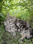 Piękna kotka Maine Coon / rodowód FPL / na kolanka