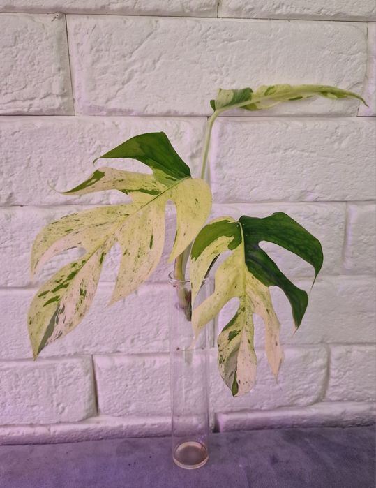 Epipremnum pinnatum marble/ szczyt/ duży format liści