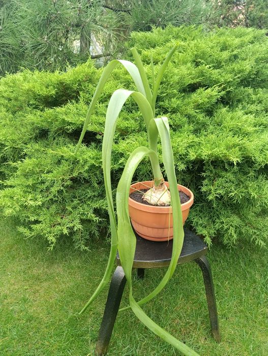 лекарственное растение индийский лук - птицемлечник и Гипераструм