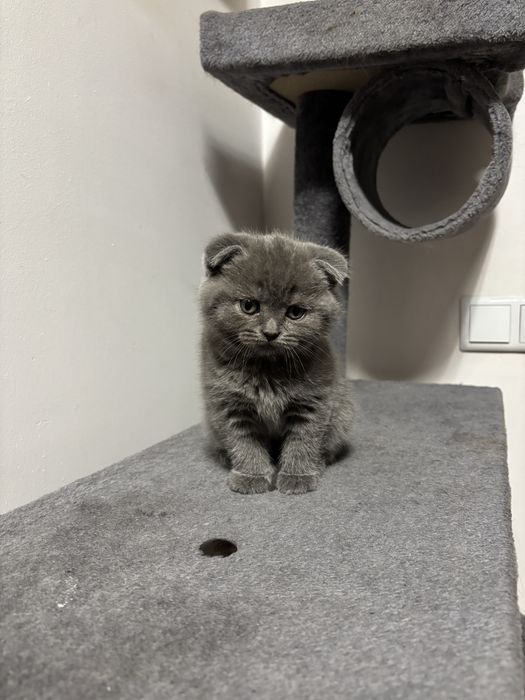 Śliczna koteczka szkocka