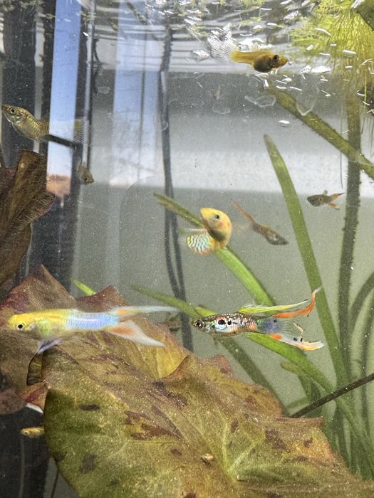 Gupik pawie oczko endler dwumiecz