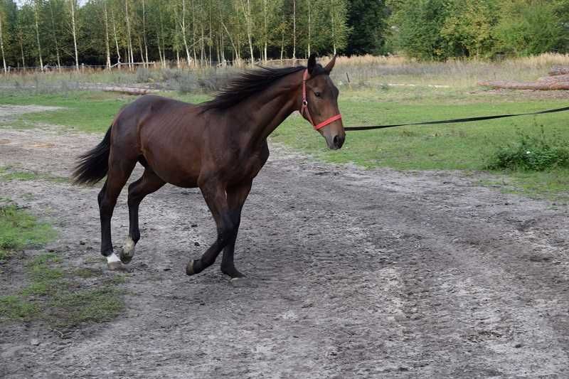 Sprzedam Ogierka 14 miesięcznego