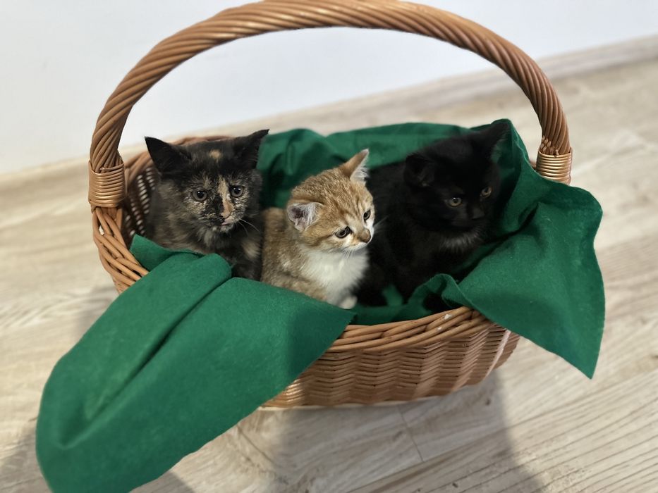 Кошенята в добрі руки