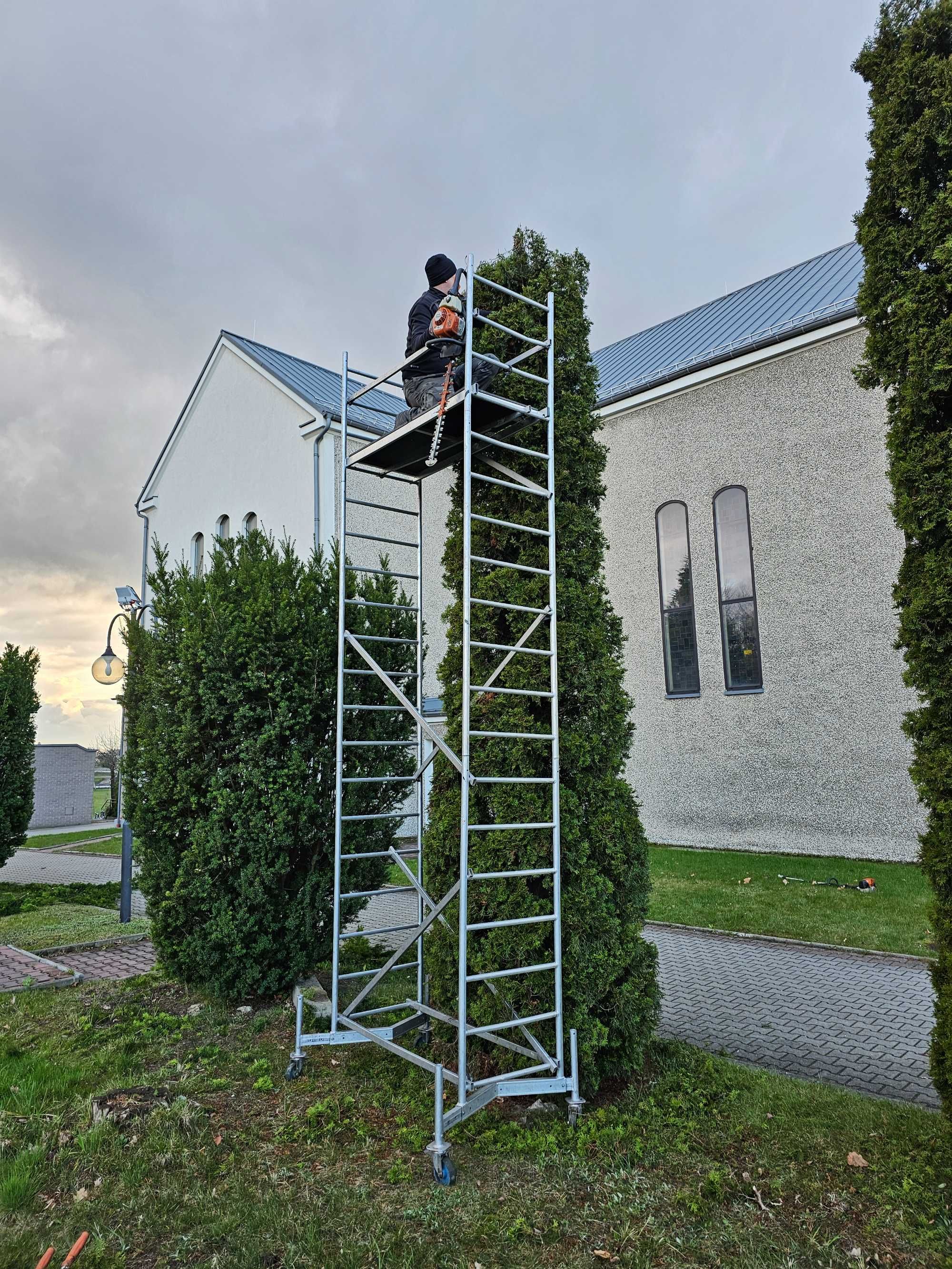 Przycinanie tui, skracanie tui, wycinka drzew, wywóz zielonych odpadów