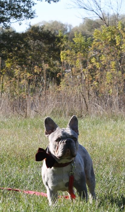 вязка французский бульдог