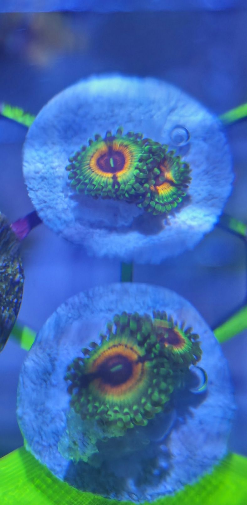 Frag Zoanthus LSOH