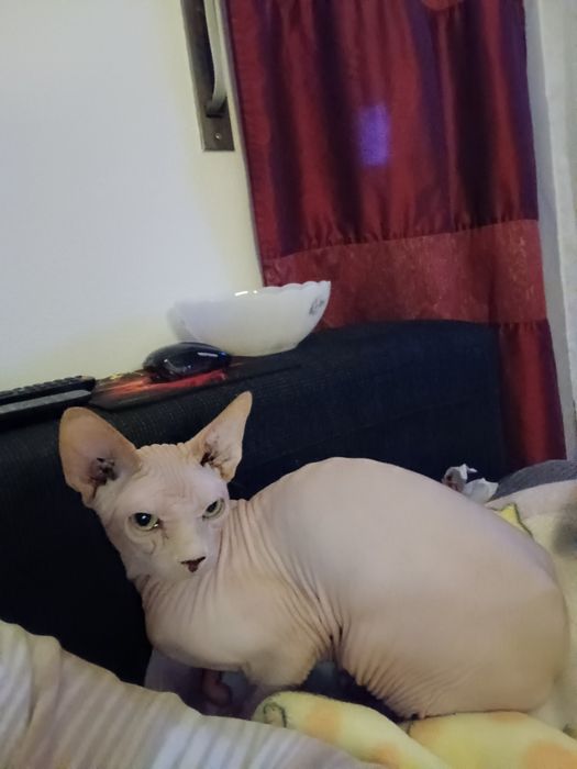 Gatos sphynx casal