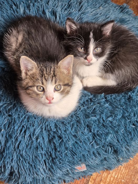 Małe kotki do adopcji