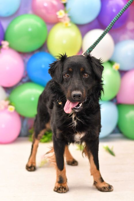 Radosny Marwin szuka aktywnego domku!