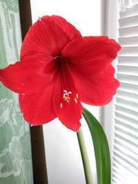 Красный цветущий гиппеаструм амариллис комнатная лилия 3 штуки