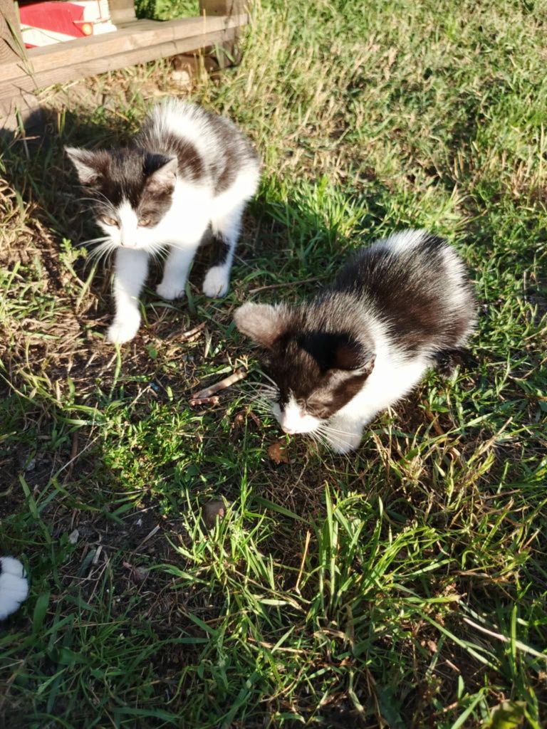 Oddam dwa małe kotki.