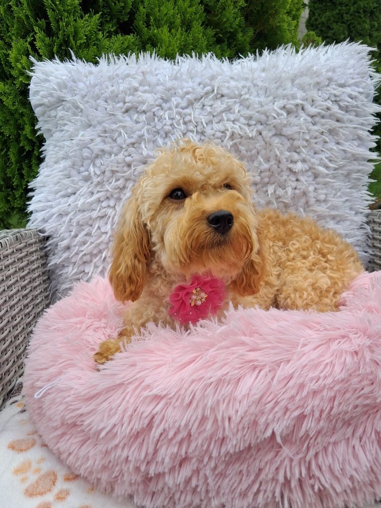 Cavapoo urocza suczka