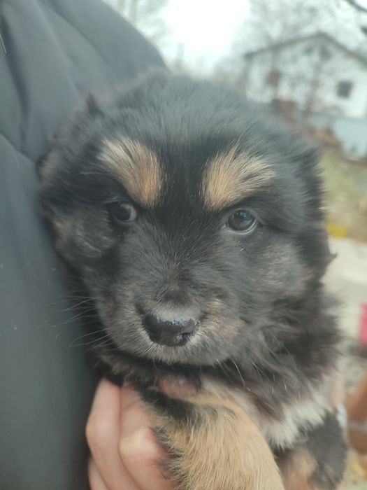 Песики шукають власника