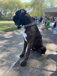 Boxer tigrado para cruzamento