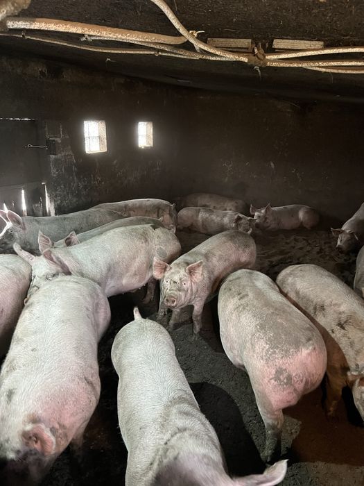Продам свиней мʼясної породи Макстер
