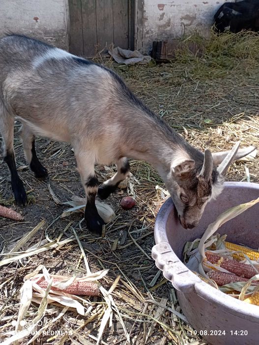 Продам кіз.Продам молоду козу
