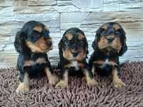 Cocker Spaniel Angielski sunia