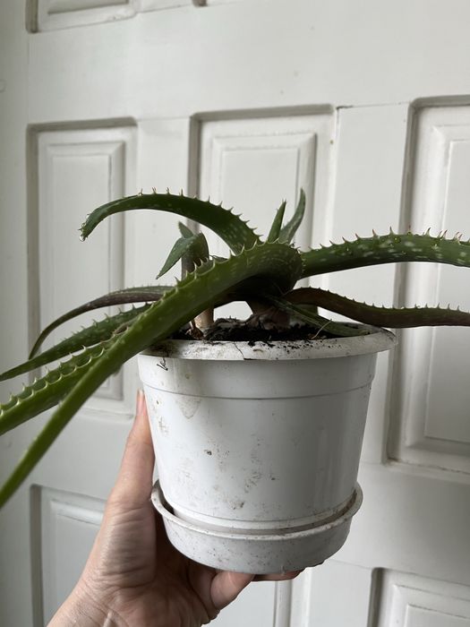 Алоэ оттопыренное