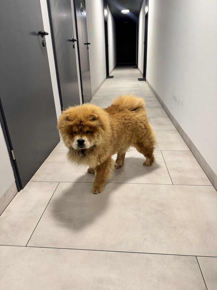 Oddam psa chow chow