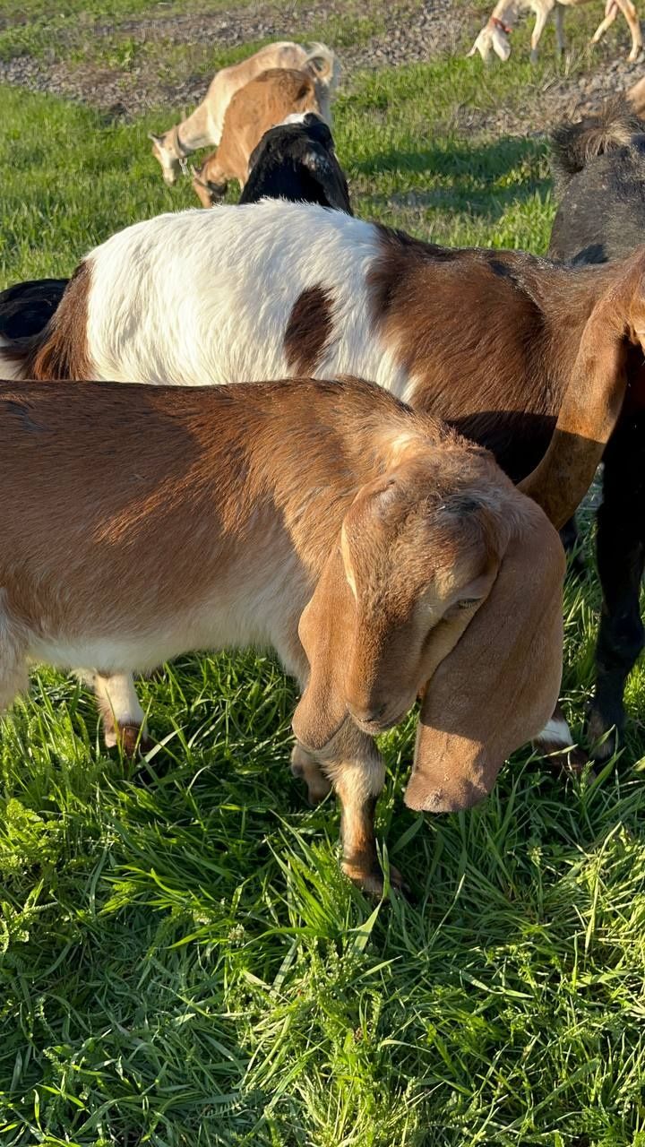 Продам  дівчинку  % каморі