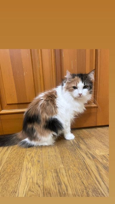 Отдам пушистую кошку трехцветку, стерилизована,  1 год