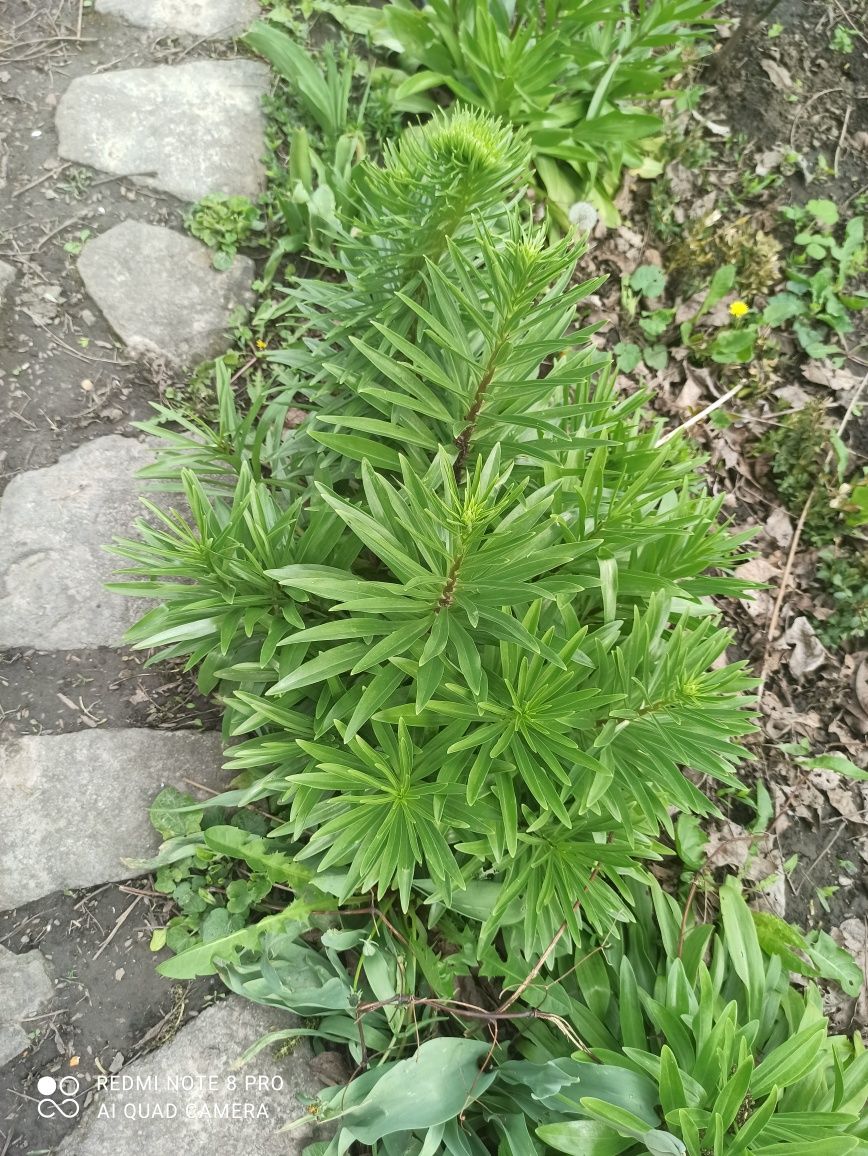 Брунера, є молоді кущики