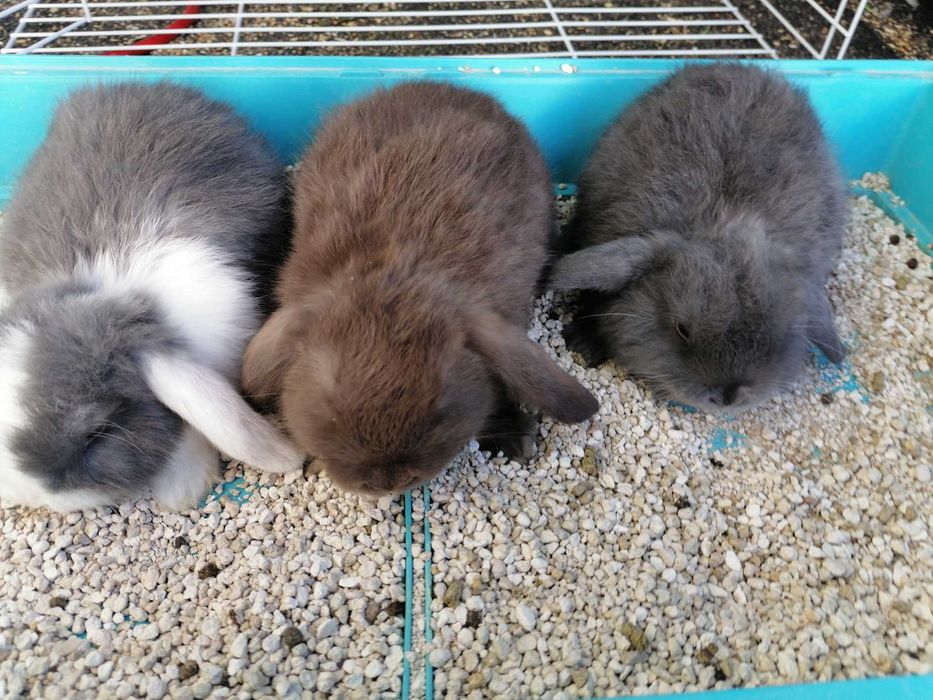 Vendo kit coelhos anões orelhudos