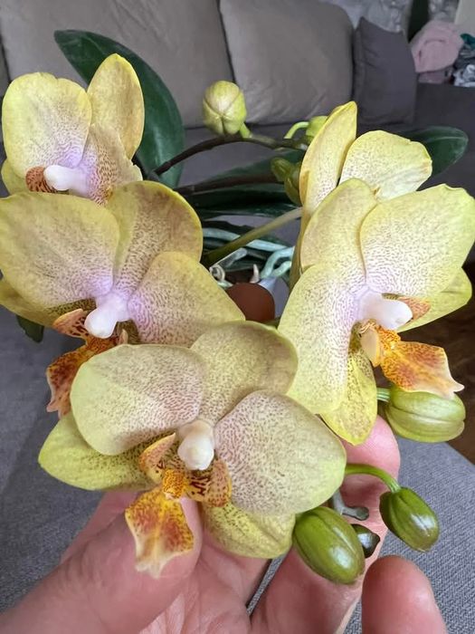 Продам орхідейку "Маленький Імператор"