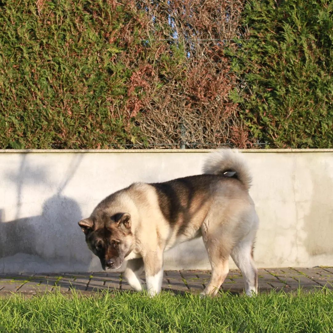 Akita Americano - O Cão Distinto. O Homem Inigualável.