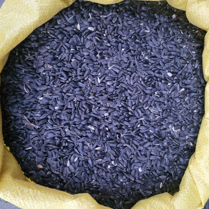 Słonecznik czarny 25kg zbiór 2025 dla ptaków