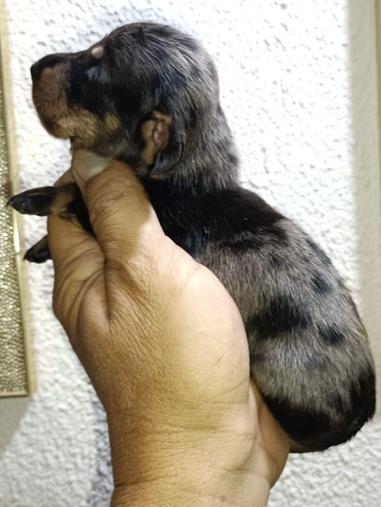 Teckel kanichen machinho arlequim