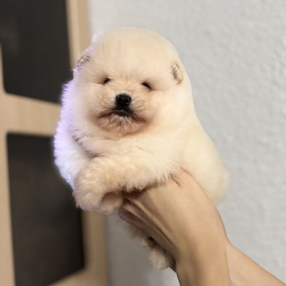 хлопчик шоу класу тип ведмедика